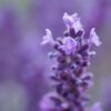 lavanda